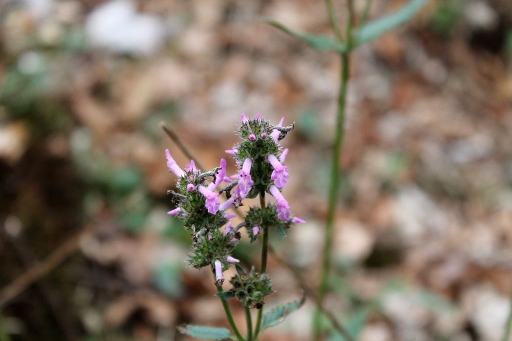 Stachys officinalis